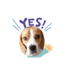 ビーグル犬ほたる⑤（個別スタンプ：20）