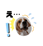 ビーグル犬ほたる⑤（個別スタンプ：21）