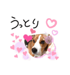 ビーグル犬ほたる⑤（個別スタンプ：22）