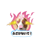 ビーグル犬ほたる⑤（個別スタンプ：23）