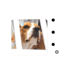 ビーグル犬ほたる⑤（個別スタンプ：24）