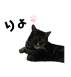 キジトラ★ぴーちゃん（個別スタンプ：1）