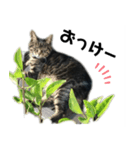 キジトラ★ぴーちゃん（個別スタンプ：3）