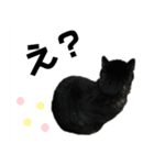 キジトラ★ぴーちゃん（個別スタンプ：7）