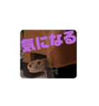 ゆかいなアグルムくんスタンプ（個別スタンプ：13）