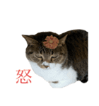 11にゃんず(日常)（個別スタンプ：4）