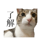 11にゃんず(日常)（個別スタンプ：6）