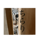 11にゃんず(日常)（個別スタンプ：8）