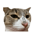 11にゃんず(日常)（個別スタンプ：9）