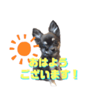 ゆきちとマロンとさくら（個別スタンプ：1）