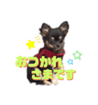 ゆきちとマロンとさくら（個別スタンプ：2）
