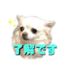 ゆきちとマロンとさくら（個別スタンプ：8）
