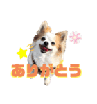 ゆきちとマロンとさくら（個別スタンプ：12）