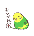 日常二羽インコ（個別スタンプ：1）