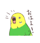 日常二羽インコ（個別スタンプ：6）