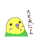 日常二羽インコ（個別スタンプ：8）