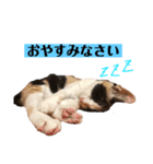 ルカクとムロ（個別スタンプ：10）