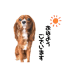 cavalier 玲音 紋次郎 玲紋（個別スタンプ：1）