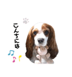 cavalier 玲音 紋次郎 玲紋（個別スタンプ：2）