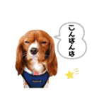 cavalier 玲音 紋次郎 玲紋（個別スタンプ：3）