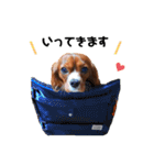 cavalier 玲音 紋次郎 玲紋（個別スタンプ：4）