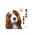 cavalier 玲音 紋次郎 玲紋（個別スタンプ：7）