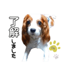 cavalier 玲音 紋次郎 玲紋（個別スタンプ：8）