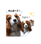 cavalier 玲音 紋次郎 玲紋（個別スタンプ：10）