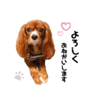 cavalier 玲音 紋次郎 玲紋（個別スタンプ：12）