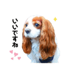 cavalier 玲音 紋次郎 玲紋（個別スタンプ：13）