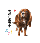 cavalier 玲音 紋次郎 玲紋（個別スタンプ：14）