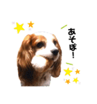 cavalier 玲音 紋次郎 玲紋（個別スタンプ：16）