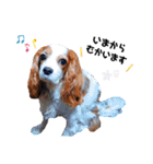 cavalier 玲音 紋次郎 玲紋（個別スタンプ：17）