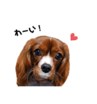 cavalier 玲音 紋次郎 玲紋（個別スタンプ：21）