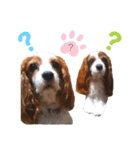 cavalier 玲音 紋次郎 玲紋（個別スタンプ：24）