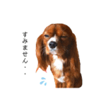 cavalier 玲音 紋次郎 玲紋（個別スタンプ：26）