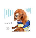 cavalier 玲音 紋次郎 玲紋（個別スタンプ：27）