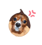 cavalier 玲音 紋次郎 玲紋（個別スタンプ：28）