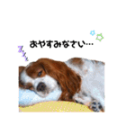 cavalier 玲音 紋次郎 玲紋（個別スタンプ：30）