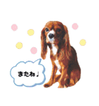 cavalier 玲音 紋次郎 玲紋（個別スタンプ：31）
