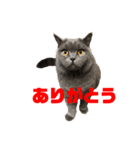 かつおプレミアムvo.01（個別スタンプ：14）