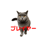 かつおプレミアムvo.01（個別スタンプ：15）