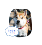 柴犬 しんのすけの日常（個別スタンプ：1）