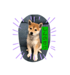 柴犬 しんのすけの日常（個別スタンプ：2）