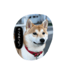 柴犬 しんのすけの日常（個別スタンプ：3）