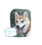 柴犬 しんのすけの日常（個別スタンプ：4）