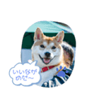 柴犬 しんのすけの日常（個別スタンプ：6）
