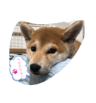 柴犬 しんのすけの日常（個別スタンプ：7）