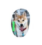 柴犬 しんのすけの日常（個別スタンプ：8）