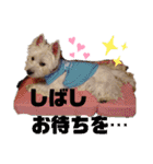 フロレベすたんぷ6（個別スタンプ：7）